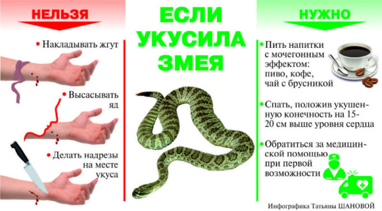 Что делать при укусе змеи — советы от школы первой помощи