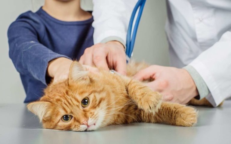 Срочно к ветеринару: тревожные симптомы у кошек